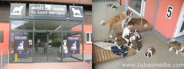 Museum Anjing Saint Bernard