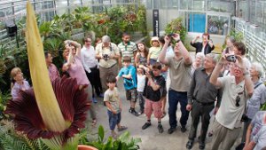 Bunga Bangkai Titan Arum di Universitas Basel