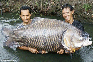 Banyumas Pusat Pemuliaan Ikan Gurami Nasional | TubasMe