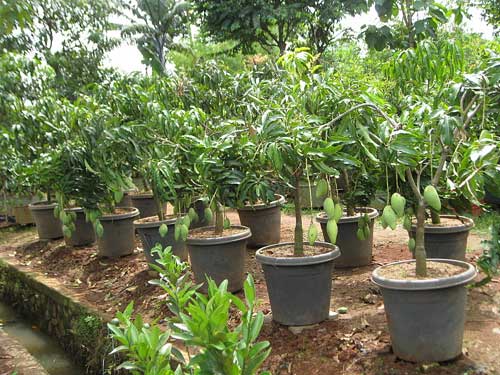Pohon Albasia