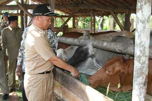Lampung Barat Menuju Swasembada Daging 2014 item-thumbnail