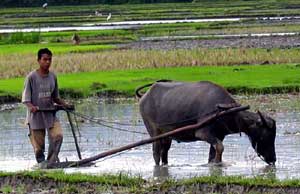 Pemkab Karawang Gandeng BPPT Kembangkan Pertanian item-thumbnail