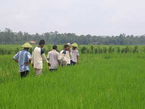 Pertanian, Unggulan Karawang item-thumbnail