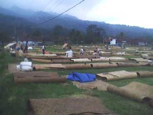 Memuaskan, Hasil Program System of Rice Intensification item-thumbnail