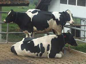 Jelang Hari Raya Kurban, Harga Sapi Rp 8,5 Jt item-thumbnail