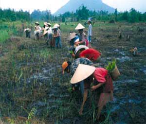 Pertanian Bangun Usaha Agribisnis Berdaya Saing item-thumbnail