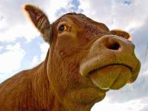 LIPI Temukan Bioteknologi Sapi Unggul item-thumbnail