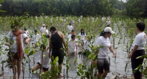 Tingkat Keberhasilan Tanam Mangrove Rendah item-thumbnail
