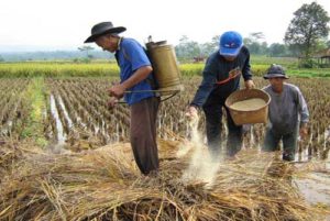 Komitama Eksis Kuatkan Ekonomi Petani Lempuing item-thumbnail