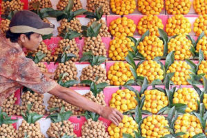Pedagang Buah Impor Resah item-thumbnail
