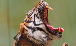 Pemimpin Kalau Ngomong Jangan Asal Njeplak Dong…. item-thumbnail