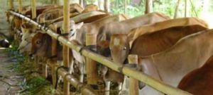 Harga Hewan Korban, Naik item-thumbnail