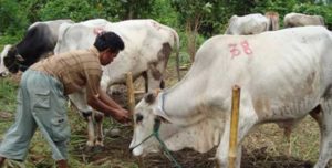 Harga Sapi Merangkak Naik item-thumbnail