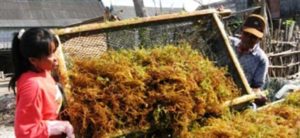 Rumput Laut Dibutuhkan Banyak Industri item-thumbnail