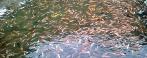 BBI Tlogowaru Sediakan Bibit Ikan Unggul item-thumbnail