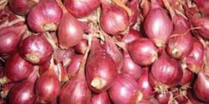 Kementan, Kemendag, Ngapain Aja Kalian? item-thumbnail