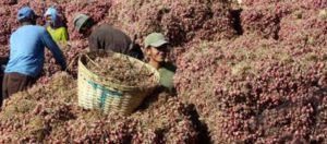 Bawang Putih item-thumbnail