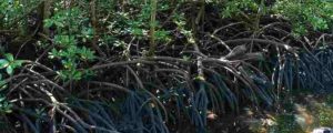 Seminar Nasional Konservasi Hutan Mangrove item-thumbnail