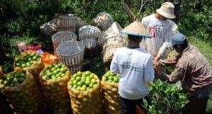 Lanskap Kebijakan Ekonomi Menghadapi FTA item-thumbnail