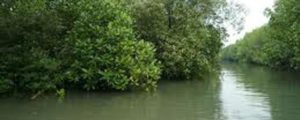 Luas Hutan Mangrove di Pantura Jawa Tengah 2.458 Ha item-thumbnail