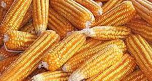 Anggota Koperasi Dilatih Bikin Roti Berbahan Baku Jagung item-thumbnail
