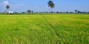 63 Persen Petani di Tasikmalaya Tidak Miliki Sawah item-thumbnail