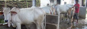Masyarakat Diminta Waspadai Penyakit Hewan Kurban item-thumbnail