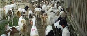 Aneh tapi Nyata Tinggal di Kandang Kambing item-thumbnail