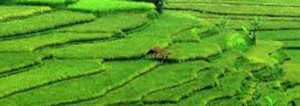 Jokowi Jangan Alergi Impor Benih item-thumbnail