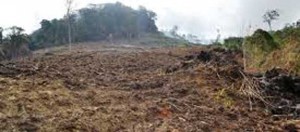 Kebun Teh Milik Rakyat Dibabat item-thumbnail