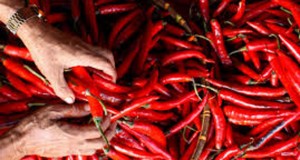Harga Cabe Merah Melambung item-thumbnail