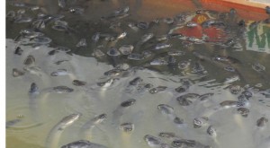 Jaga Kelestarian Ikan Sidat Jangan Sampai Punah item-thumbnail