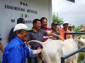 Mengurangi Ketergantungan Impor Daging Kementan galakan Getak Birahi item-thumbnail