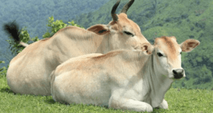Stop, Ekspor Bibit Sapi item-thumbnail