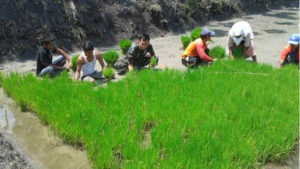 Kerjasama Babinsa dengan Petani item-thumbnail
