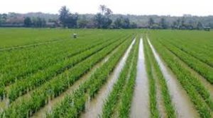 Lahan Persawahan Indonesia Terproduktif di Asia item-thumbnail