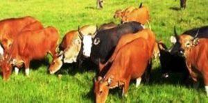 Peternakan Sapi Bali Akan Dikembangkan oleh BI item-thumbnail