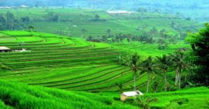 Sektor Industri Berbasis Sumber Alam Diutamakan item-thumbnail