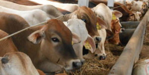 Pemerintah siap-siap Impor Sapi ? item-thumbnail