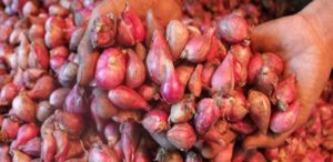 Harga Bawang Merah di Jakarta Naik 52 % item-thumbnail