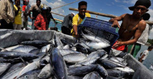 Produksi Ikan Tuna semakin Meningkat item-thumbnail