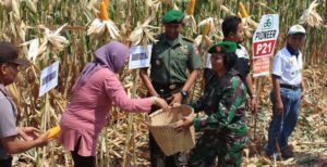 Kodim Sragen Bersama Muspika Panen Raya Jagung di Desa Jono item-thumbnail