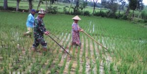 Babinsa Bantu Petani Nglandak item-thumbnail