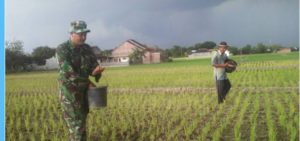 Babinsa Bantu Petani Laksanakan Pemupukan Padi item-thumbnail