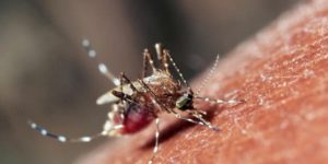 Pencegahan Penyebaran Virus Zika Harus Lintas Sektor item-thumbnail