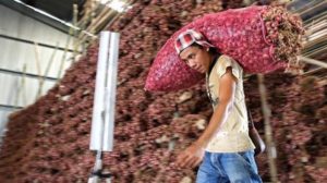 Harga Bawang Merah di Petani Rp 14.000, di Pasar Rp 45.000/Kg item-thumbnail