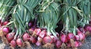 Luas Lahan Tanaman Bawang Merah Menurun item-thumbnail