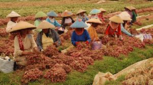 Menteri Rini Ingin Bunuh Petani Bawang item-thumbnail
