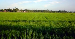 Kabupaten Kebumen Dirintis Menjadi Desa Aman Pangan item-thumbnail