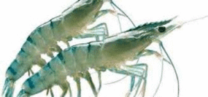 Udang Indonesia Terinfeksi Virus IMNV, Meksiko Hentikan Impor item-thumbnail